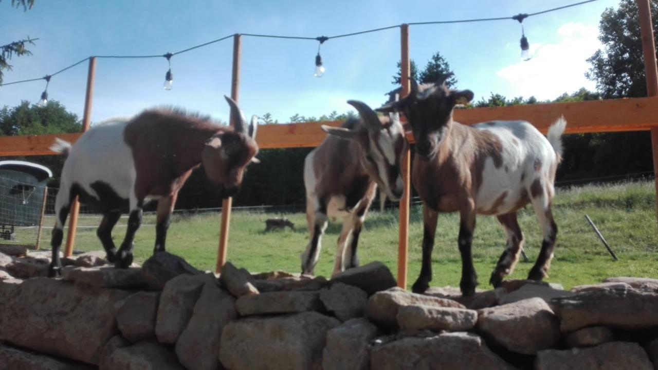 Zuruck Zur Natur - Urlaub Im Zirkuswagen, Sommeratelier Oder Schindelwagen Adenbach ภายนอก รูปภาพ